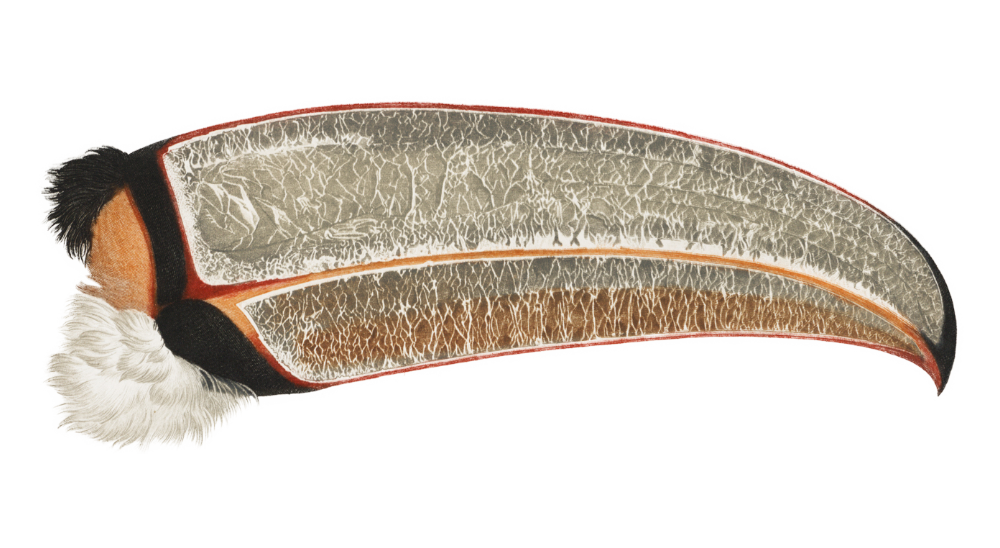 TocoBeak